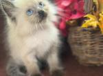 Purebred Ragdoll - Ragdoll Kitten For Sale - 