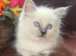 Female Ragdolls - Ragdoll Kitten For Sale - 
