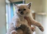 Bella and jewl litter - Ragdoll Kitten For Sale - 