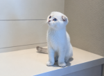 Scottish male - Scottish Fold Kitten For Sale - Camas&comma; WA&comma; US