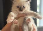 Tonks litter - Ragdoll Kitten For Sale - Elizabeth&comma; PA&comma; US
