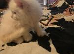 Larry - Maine Coon Kitten For Sale - Kilgore&comma; TX&comma; US
