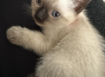 Sky - Siamese Kitten For Sale - Shallotte&comma; NC&comma; US