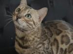 Cat Boy - Bengal Cat For Sale - Phila&comma; PA&comma; US
