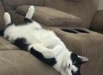 Milo - Domestic Cat For Adoption - Noblesville&comma; IN&comma; US