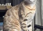 Maple - Bengal Cat For Sale - Wellesley&comma; MA&comma; US