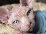 Sand - Sphynx Kitten For Sale - CA&comma; US