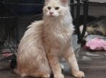 HOPPER - Maine Coon Kitten For Sale - Clayton&comma; NC&comma; US
