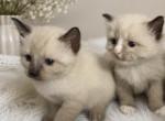 Kittens litter 1 boy and girl - Ragdoll Kitten For Sale - Ridgewood&comma; NY&comma; US