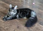 MAXINE - Maine Coon Kitten For Sale - Clayton&comma; NC&comma; US
