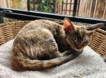 Dahlia - Devon Rex Kitten For Sale - San Antonio&comma; TX&comma; US