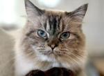 Teddy - Himalayan Cat For Sale - Baltimore&comma; MD&comma; US