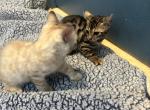 Snow Bengal - Bengal Kitten For Sale/Service - Melbourne&comma; FL&comma; US