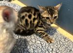 Bengals snow - Bengal Kitten For Sale/Service - Melbourne&comma; FL&comma; US