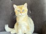 Golden British shorthair male kitten - British Shorthair Kitten For Sale - Thornton&comma; CO&comma; US