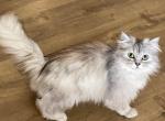 Shayanne - Ragamuffin Cat For Sale - Salem&comma; OR&comma; US