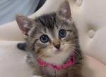 2 kittens available - American Shorthair Kitten For Sale - 