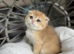 Mango - Scottish Straight Kitten For Sale - Kent&comma; WA&comma; US