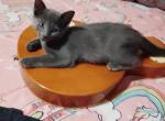 Grey kitten - Domestic Kitten For Sale - 