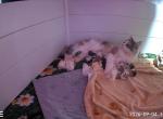 Apollo Bleu x Calypso - Maine Coon Kitten For Sale - 
