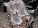 Baby Bean - Maine Coon Kitten For Sale - Canyon Lake&comma; CA&comma; US