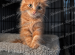 Freddy - Persian Kitten For Sale - 