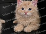 Bear - Persian Kitten For Sale - Canyon Lake&comma; CA&comma; US