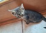 Eeore - Domestic Kitten For Sale - Lebanon&comma; PA&comma; US