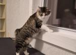 Mickie - Ragdoll Kitten For Sale - Germantown&comma; MD&comma; US