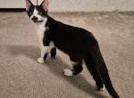 Jaime - Sphynx Kitten For Sale - 