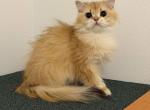 Peaches - British Shorthair Cat For Sale/Retired Breeding - Puyallup&comma; WA&comma; US