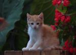 Jaleah - Domestic Kitten For Sale - 