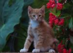 Jacoby - Domestic Kitten For Sale - 