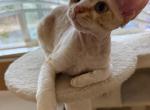 Cheese - Devon Rex Kitten For Sale - 