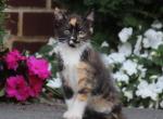 Jaiva - Domestic Kitten For Sale - 