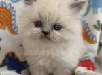 Himalayan - Himalayan Kitten For Sale - Cleveland&comma; TN&comma; US