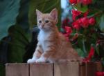Janiyah - Domestic Kitten For Sale - 