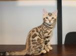 Chandra - Bengal Kitten For Sale - 