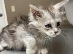 High silver polydactyl - Maine Coon Kitten For Sale - OH&comma; US