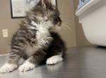 John Henry - Maine Coon Kitten For Sale - OH&comma; US