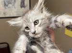 Marika - Maine Coon Kitten For Sale - 