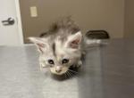 Silver tortie - Maine Coon Kitten For Sale - 