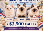 Labor Day Sale COVE Seal Point - Ragdoll Kitten For Sale - Mount Joy&comma; PA&comma; US