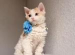 Milo - Selkirk Rex Kitten For Sale - CA&comma; US