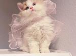 Cosmo - Selkirk Rex Kitten For Sale - 