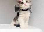 Mia - Selkirk Rex Kitten For Sale - 