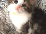 Beautiful Scottish Kilt kittens - Scottish Straight Kitten For Sale - Bethlehem&comma; PA&comma; US