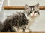 Sterling - Munchkin Kitten For Sale - ATL&comma; GA&comma; US