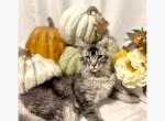 Atticus - Maine Coon Kitten For Sale - 