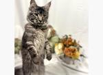 Cosmos - Maine Coon Kitten For Sale - 